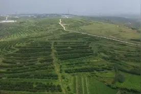 李家疃村党支部：荒山种满果树带领村民乘风破浪奔小康图片