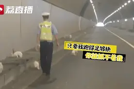 交警在高速隧道里捉了1小时兔子！全因货车司机一个动作……图片