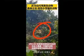 体长1.2米，武当山上闪现黄色动物，森林公安：非老虎，疑是小型猫科动物图片