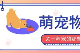 喵生太幸福了！冻干、慕斯、芝士球……这些猫咪零食把我看馋了图片