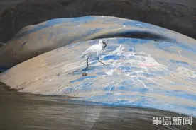 城阳区白沙河橡胶坝：白鹭在水里捕鱼图片