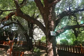 古树的年龄是怎么算出来的？CT扫描、碳14、年轮测定、民间传说等等图片