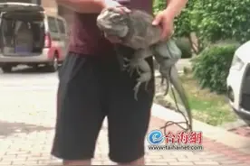 厦门一小区惊现大蜥蜴 物业人员查看被追赶（图）图片