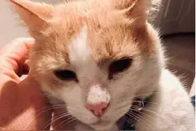 澳大利亚一猫咪坚持到医院“打卡”一年 获特殊职位图片