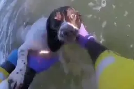 猎犬追逐海鸥游进深海 海岸警卫队出动救援图片