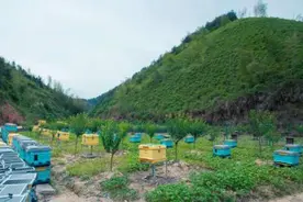 这里的蜜蜂有自己的别样“别墅”图片