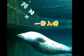 海豹原来是这样睡觉的，像锅贴被扔进了锅，网友疑问：呼吸呢？图片