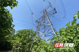 强提醒丨在架空电力线路下种树？您可能违法啦图片