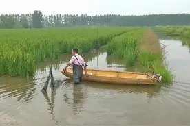 田面养虾环沟育苗，再也不用担心小龙虾养不肥图片