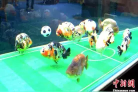 福州上演金鱼“足球赛”图片