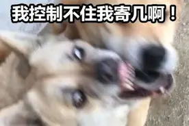 小狗被大狗咬伤却要负全责？！民警这句解释让人服气了图片