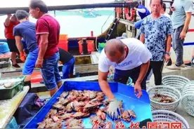 海捕蟹大量“登鹭”图片