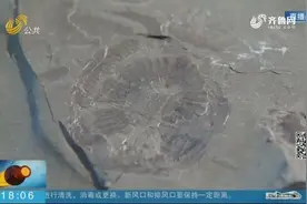 涨知识！5亿年前的虾您见过吗？长约30厘米，头壳还会“比心”视频封面