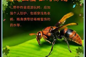 马蜂凶猛如何防范？图片
