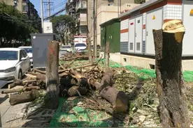 云求助 | 成都桂花巷的桂花树 一个周末全被砍完了图片