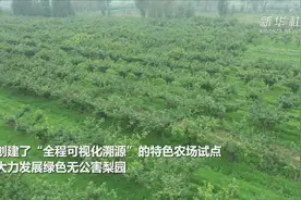 河北辛集：线上线下齐“出圈” 品牌引领富梨乡