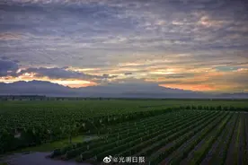 第28届布鲁塞尔国际葡萄酒大奖赛明年5月在银川举办图片