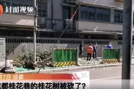 桂花巷桂花树被砍完？官方回应：野蛮施工已被叫停，有违规要查处图片