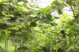 潍坊寿光市：猕猴桃成熟上市 甜到心坎儿里图片