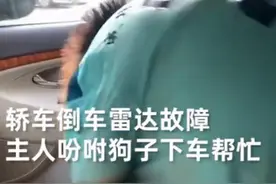 倒车雷达故障狗子帮忙指挥，网友：导航犬？图片