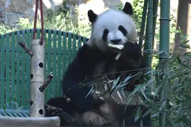 大熊猫丰容是什么？动物园今起至本月底每周三科普活动来解答图片