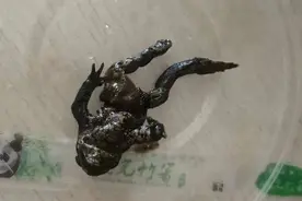 浙江姑娘点了份外卖，看吐上万网友：天呐，癞蛤蟆！商家回应让人窒息……图片