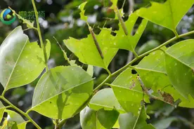 吓人！澄迈这条路下起了“虫雨”周边绿植爬满密密麻麻的虫子图片