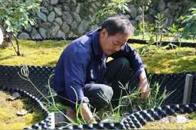 产业兴旺，家园美丽，这是现在的楮楼村……图片