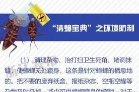 “小强”很强，你需要一份“清蟑宝典”图片