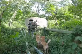 一位护林员的“那山、那人、那狗”视频封面
