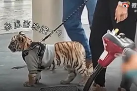 墨西哥女子遛老虎逛街，称是通过官方合法渠道购买，环保部门介入调查图片
