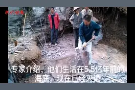 南京古生物专家新发现：5.5亿年前的海底，躺着一群形似树叶的动物图片