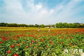 太惊艳！25亩花海“怒放”中！海宁秋日风光正好图片