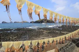 海上丰收季 韩国渔民晾晒鱿鱼成独特风景线图片