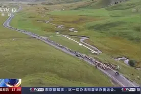 新疆：伊犁河谷百万头只牲畜开启秋季转场图片