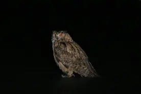 科普 | 雕鸮图片
