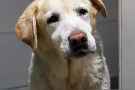 苦等4年，上海退役导盲犬“纺云”终于找到新家！它为人类奉献了一生，老了值得被善待图片