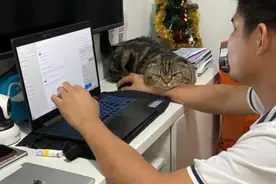 家猫总是粘着丈夫 竟让妻子觉得自己多余图片