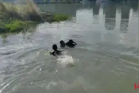 小伙发现女友跳江轻生慌了 在附近训练的一群兵哥哥出手救人图片