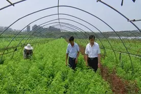 31秒｜济宁邹城香城镇：小树苗 大产业图片