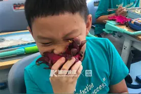 “今天学校午餐水果是火龙果！”全班同学吃火龙果的画面，既欢乐又“诡异”图片