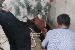 为救一头猪，纵身跳进化粪池？他的理由很简单图片