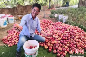 甘肃平川夫妻十年执着种树 千亩荒山变身致富经济林图片