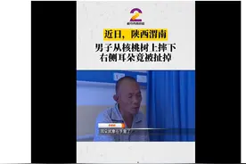 疼！男子核桃树上摔下耳朵被扯掉，医生提醒：工作时要注意安全图片