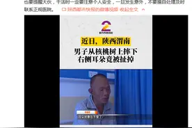 疼！男子核桃树上摔下耳朵被扯掉，医生提醒：工作时要注意安全图片