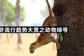 水浒大汉偏爱猫科动物为哪般？神奇动物在梁山图片