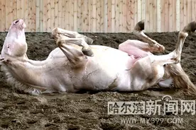 300万元，我是哈尔滨最贵的马图片