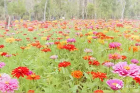 2.5万平方米！上海松江这处彩色花田迎来盛花期图片