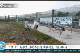 “试飞”起航！10只小丹顶鹤在盐城保护区进行飞行练习图片