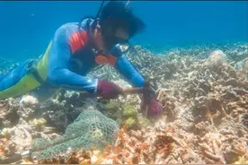 在海底“种”珊瑚图片
